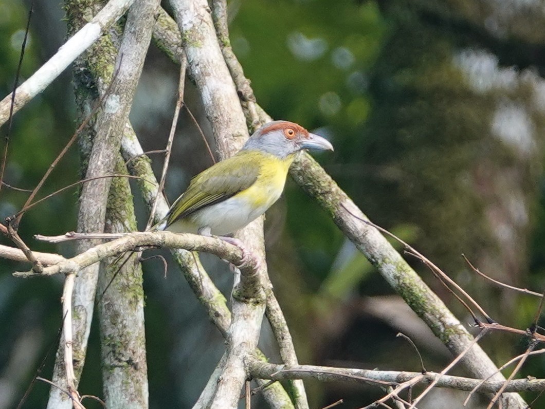 Rufous-browed Peppershrike - ML627820230