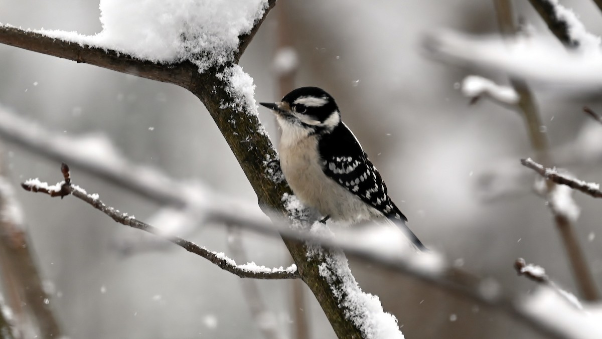 Downy Woodpecker - ML627820235