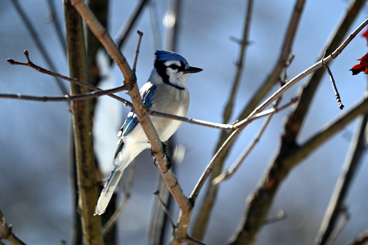 Blue Jay - ML627820246