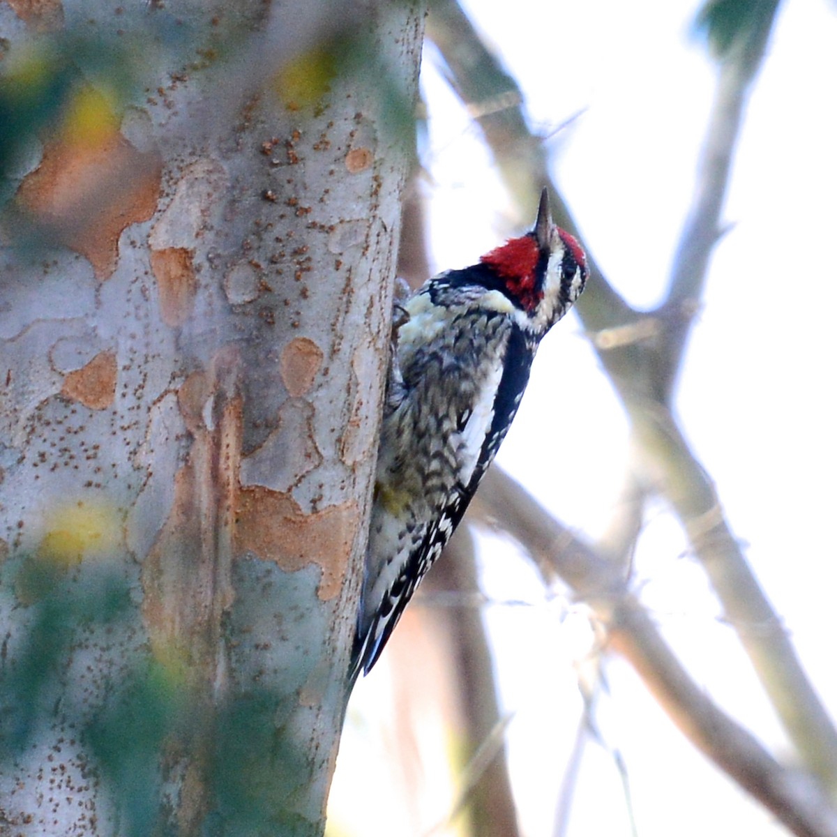 Yellow-bellied Sapsucker - ML627820373