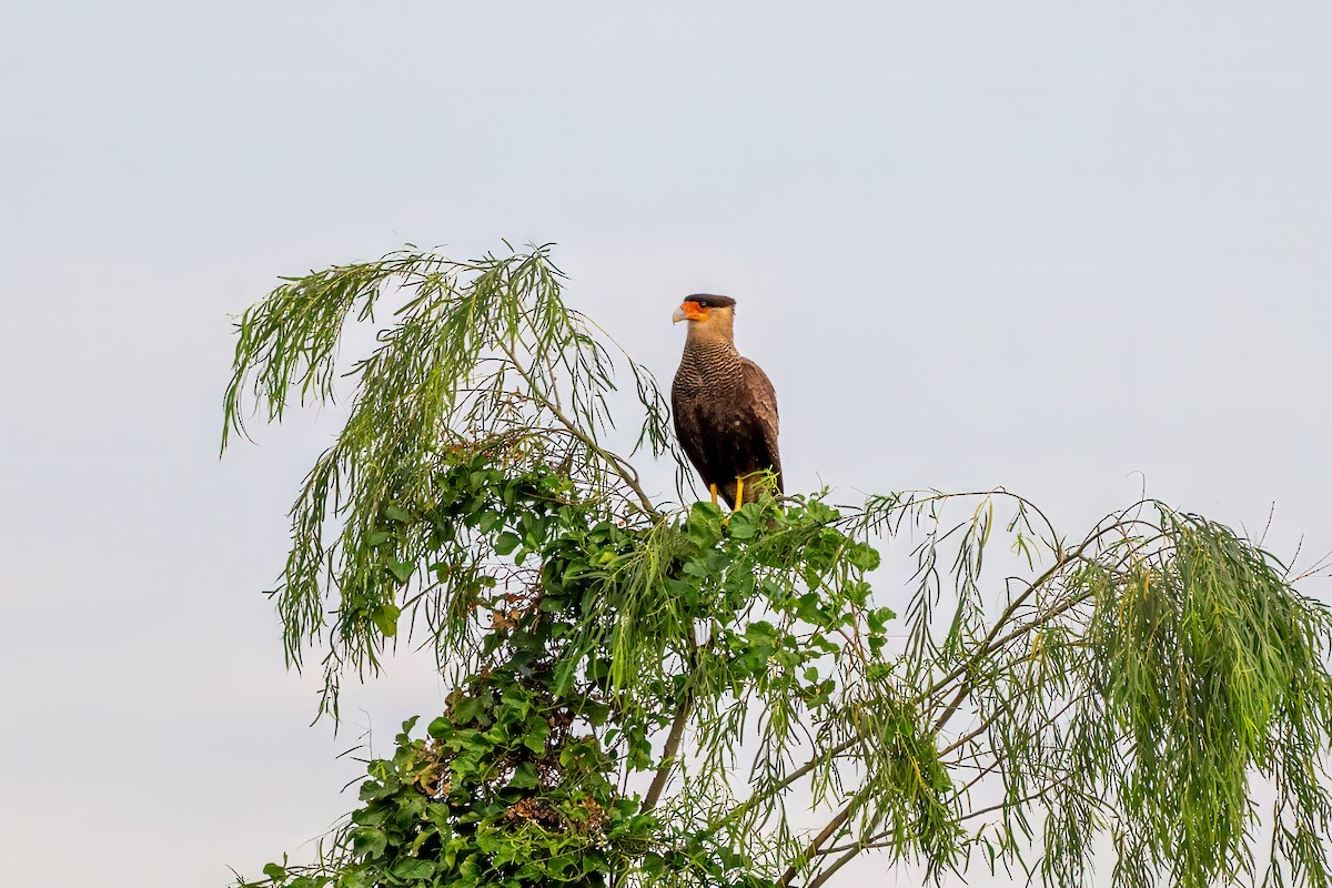 Crested Caracara - ML627820429