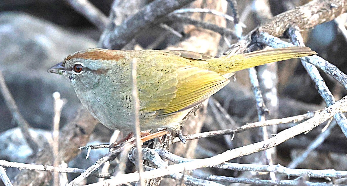 Olive Sparrow - ML627820462