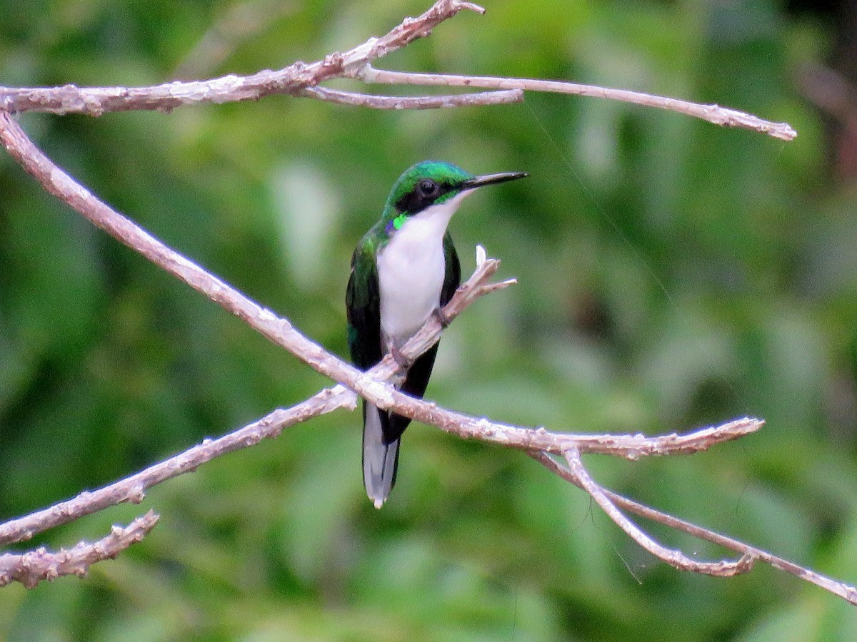 Black-eared Fairy - ML627820522