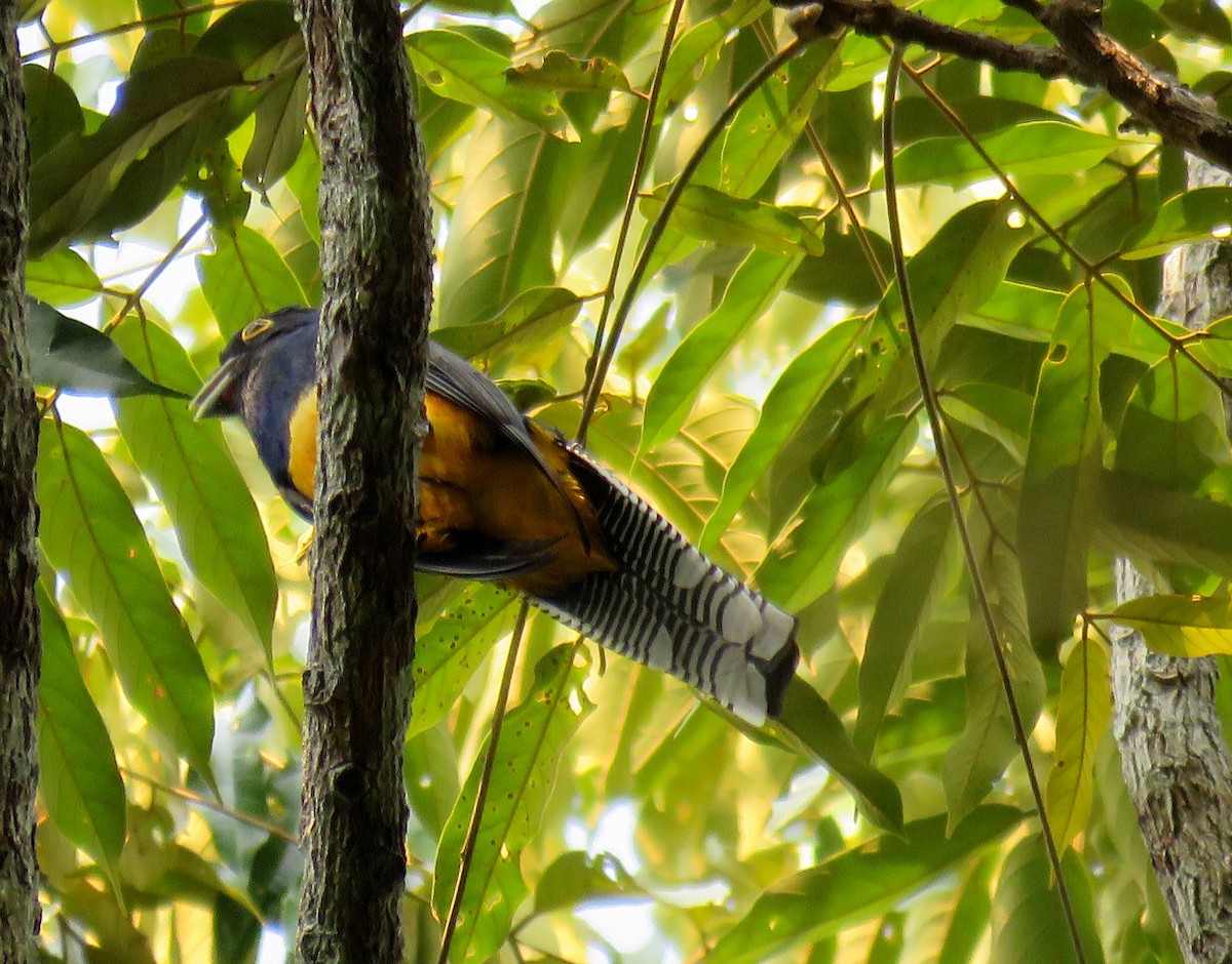 Guianan Trogon - ML627820557