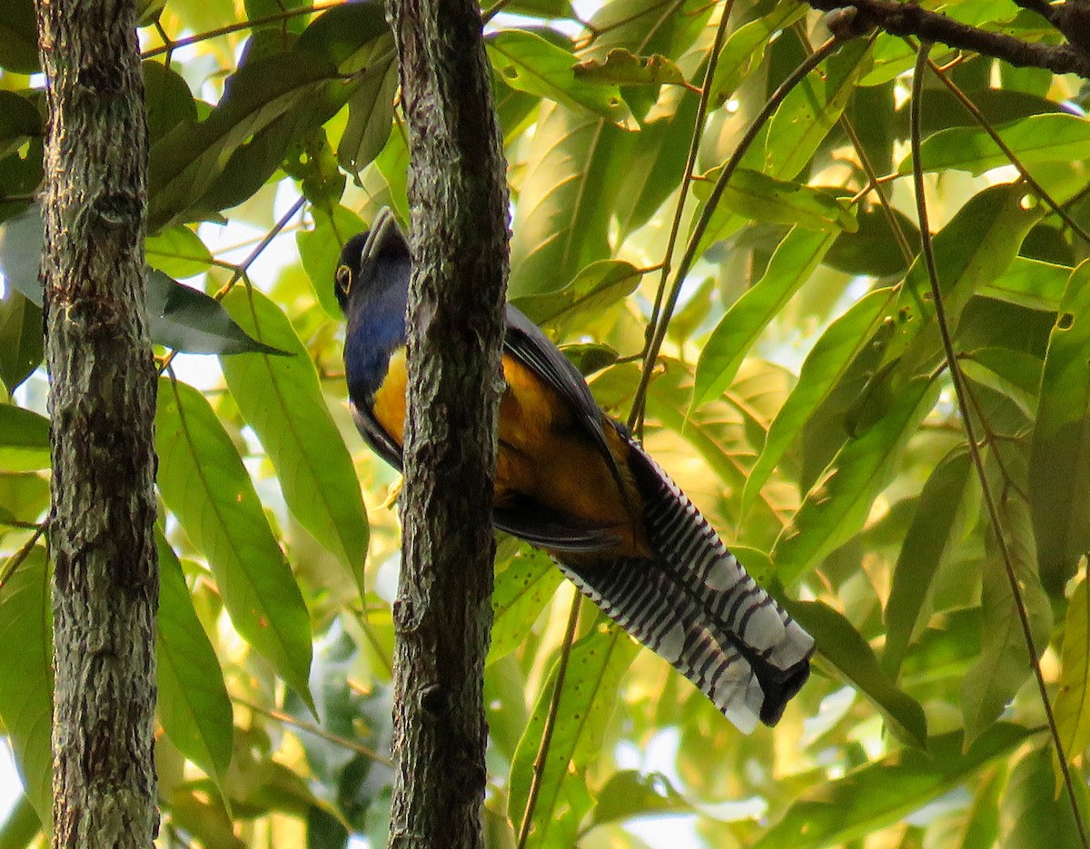 Guianan Trogon - ML627820558