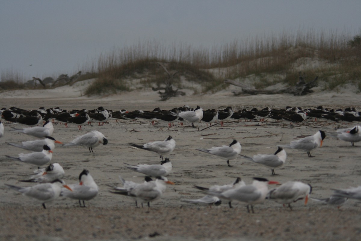 Black Skimmer - ML627820627