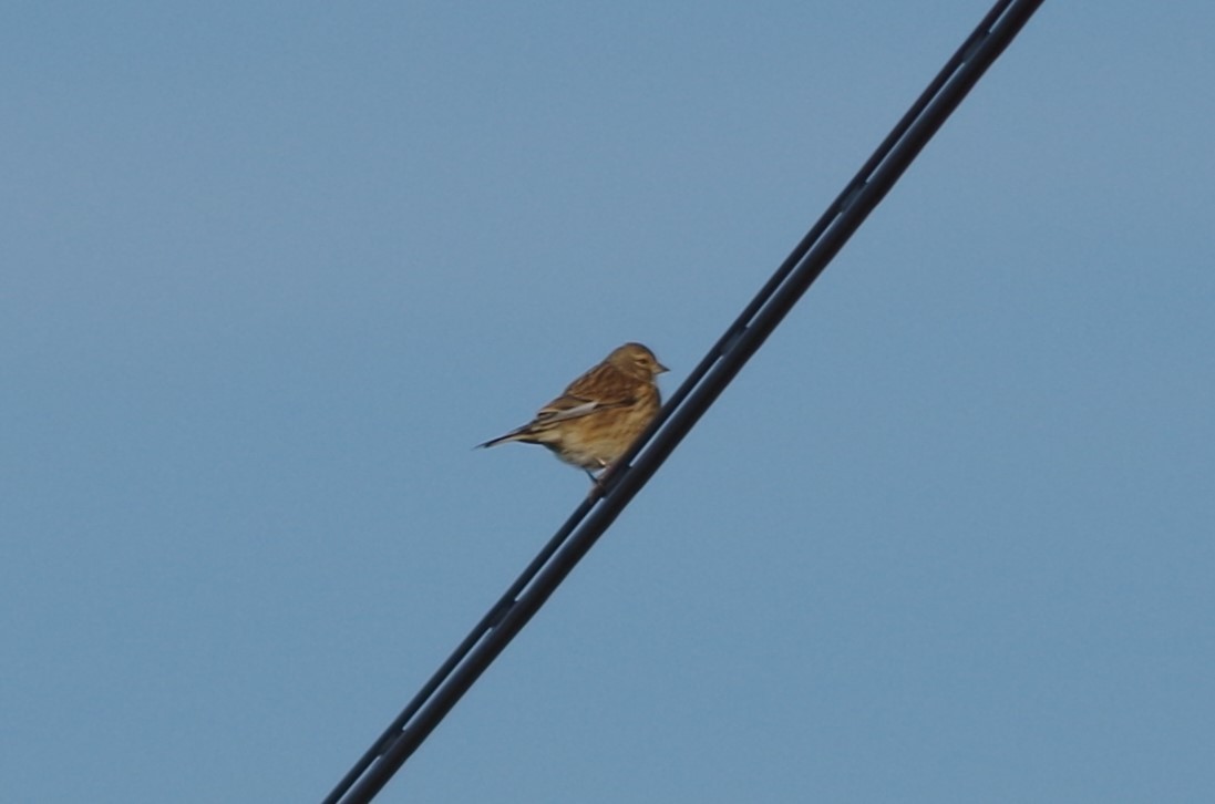 European Serin - ML627820632