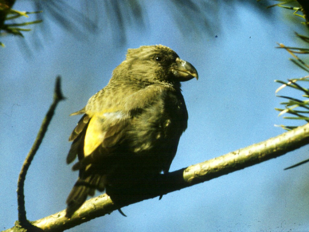 Parrot Crossbill - ML627820638