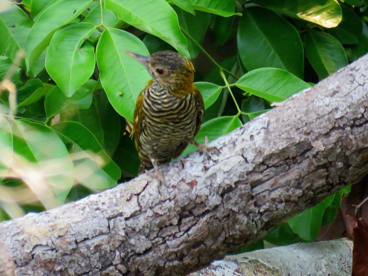 Golden-collared Woodpecker - ML627820679