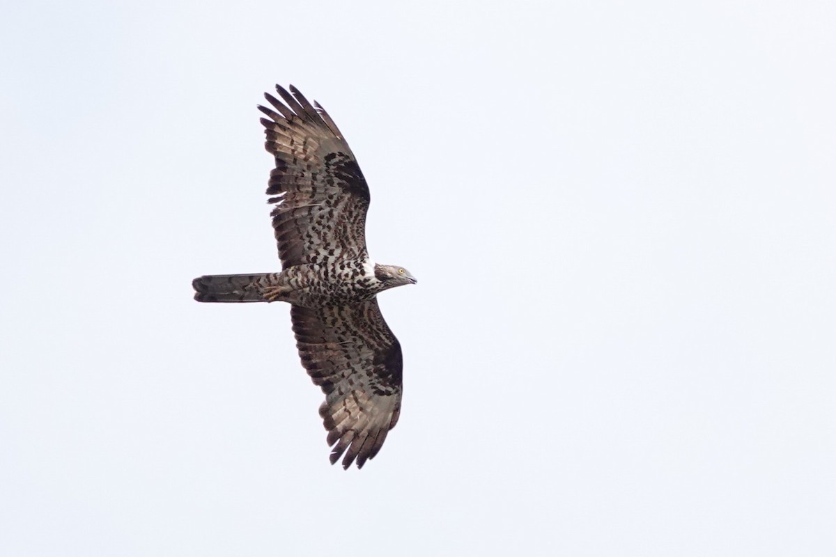 European Honey-buzzard - ML627820683