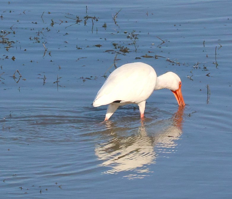 White Ibis - ML627820717