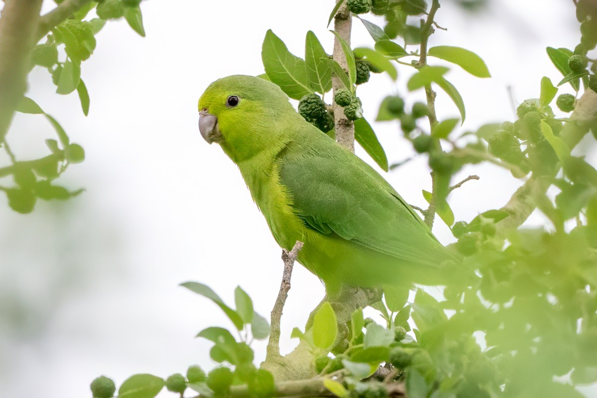Cobalt-rumped Parrotlet - Emily Turteltaub Nelson