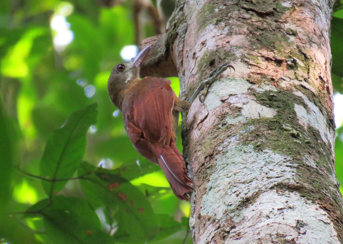Red-billed Woodcreeper - ML627820763