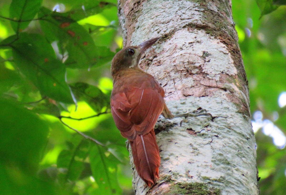Red-billed Woodcreeper - ML627820764