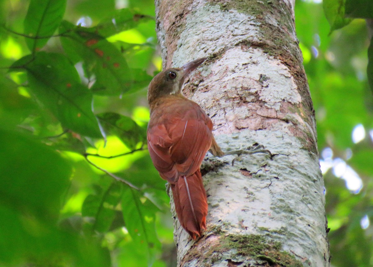 Red-billed Woodcreeper - ML627820766