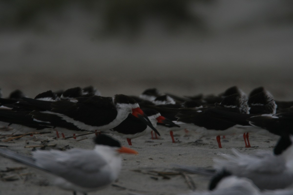 Black Skimmer - ML627820782