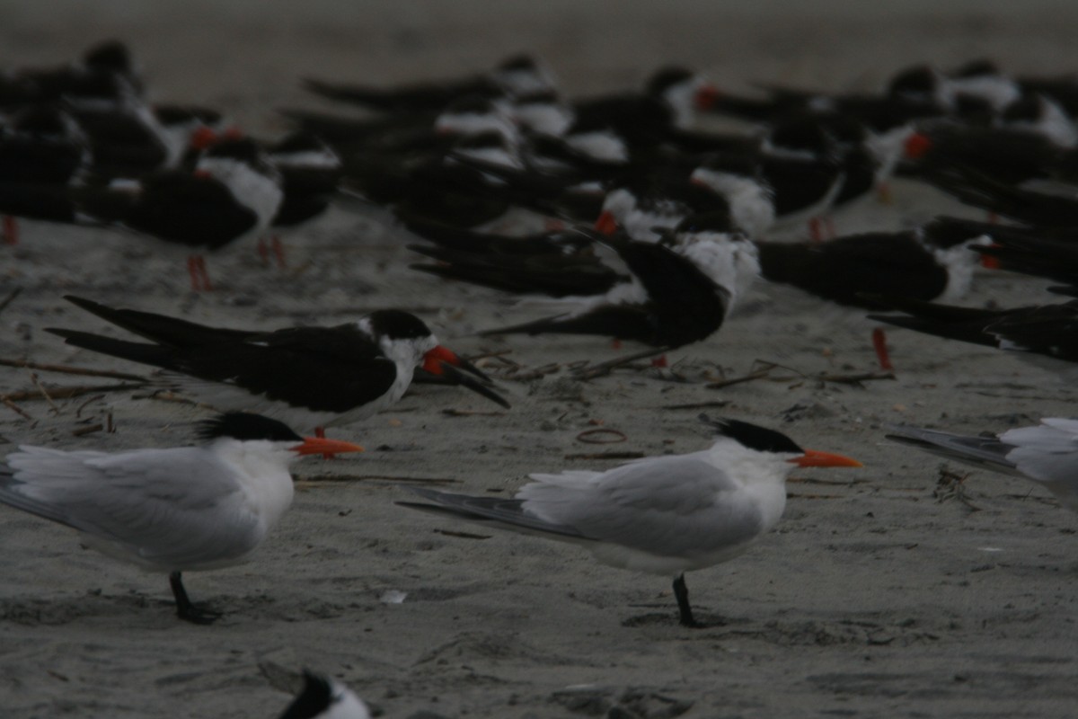 Black Skimmer - ML627820783