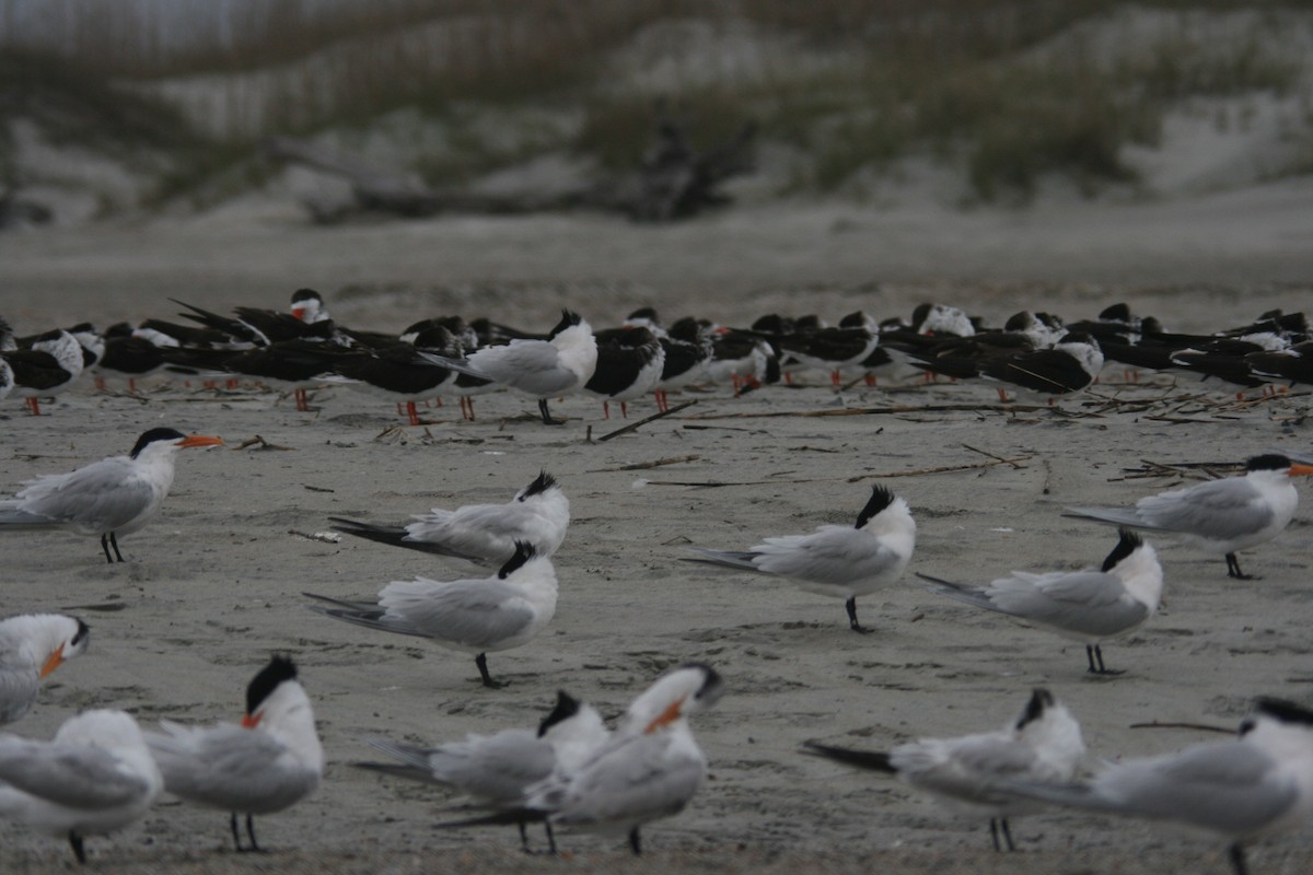 Black Skimmer - ML627820784