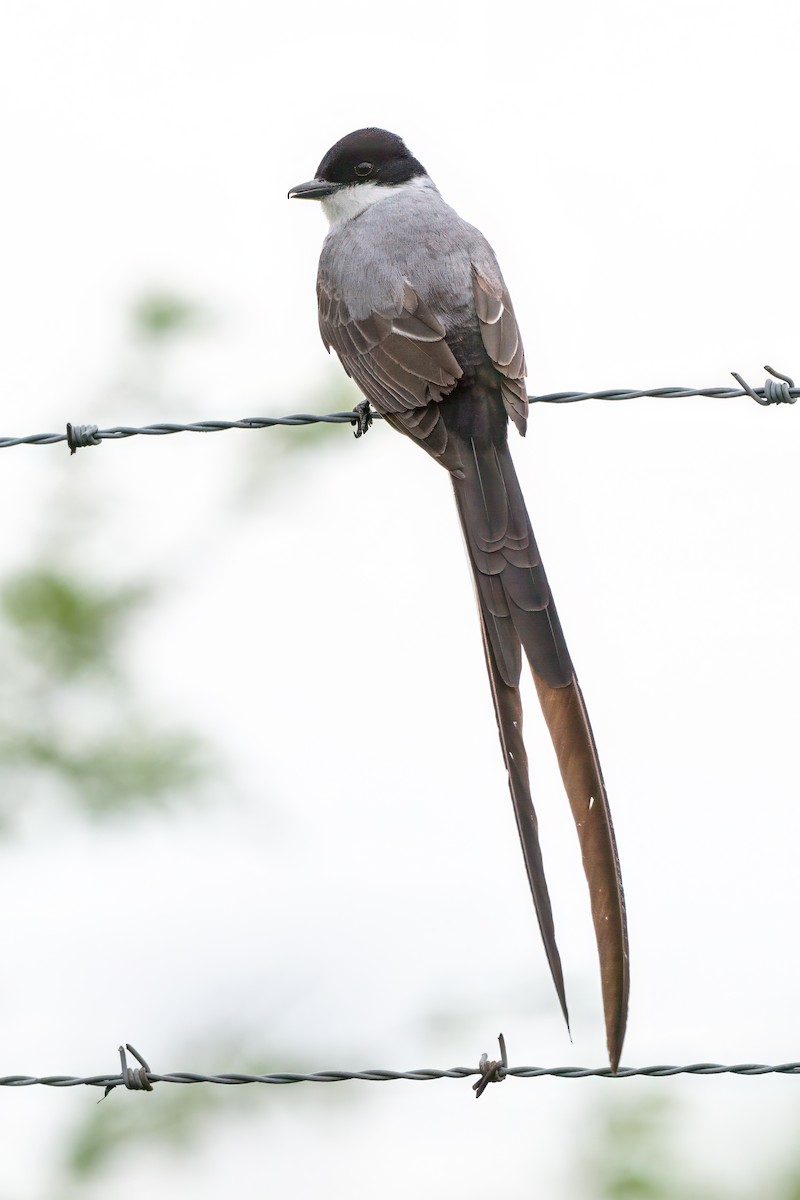 Fork-tailed Flycatcher - ML627820793