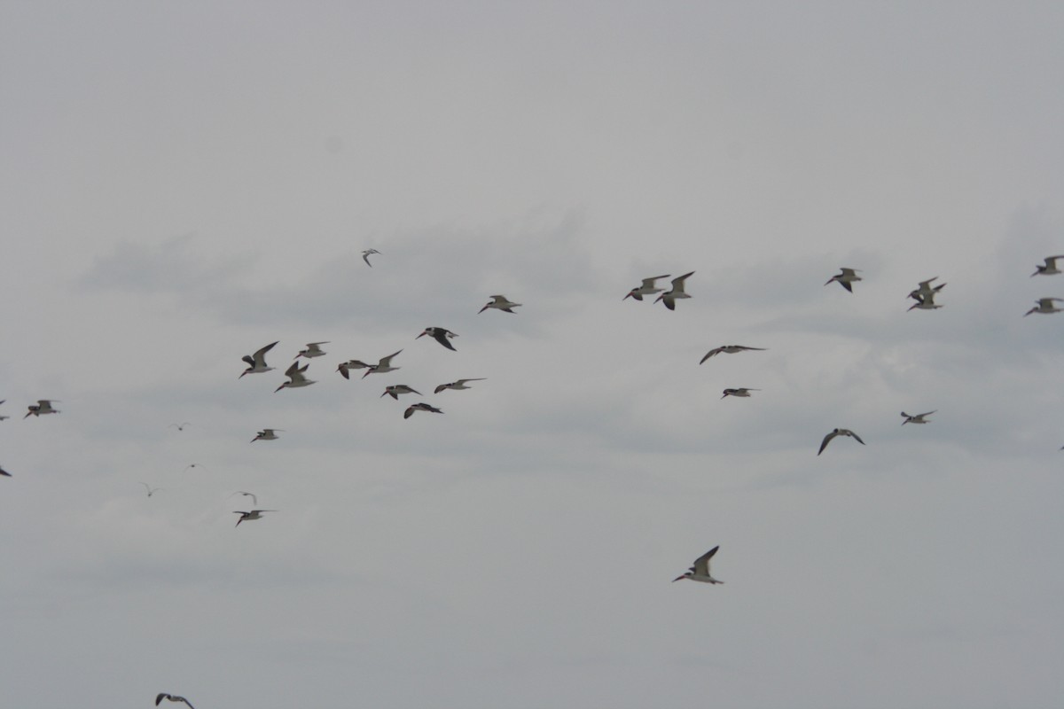 Black Skimmer - ML627820802