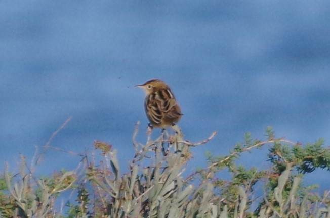 Zitting Cisticola - ML627820803