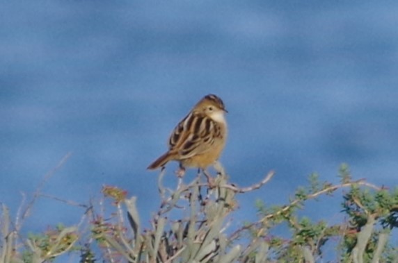 Zitting Cisticola - ML627820804