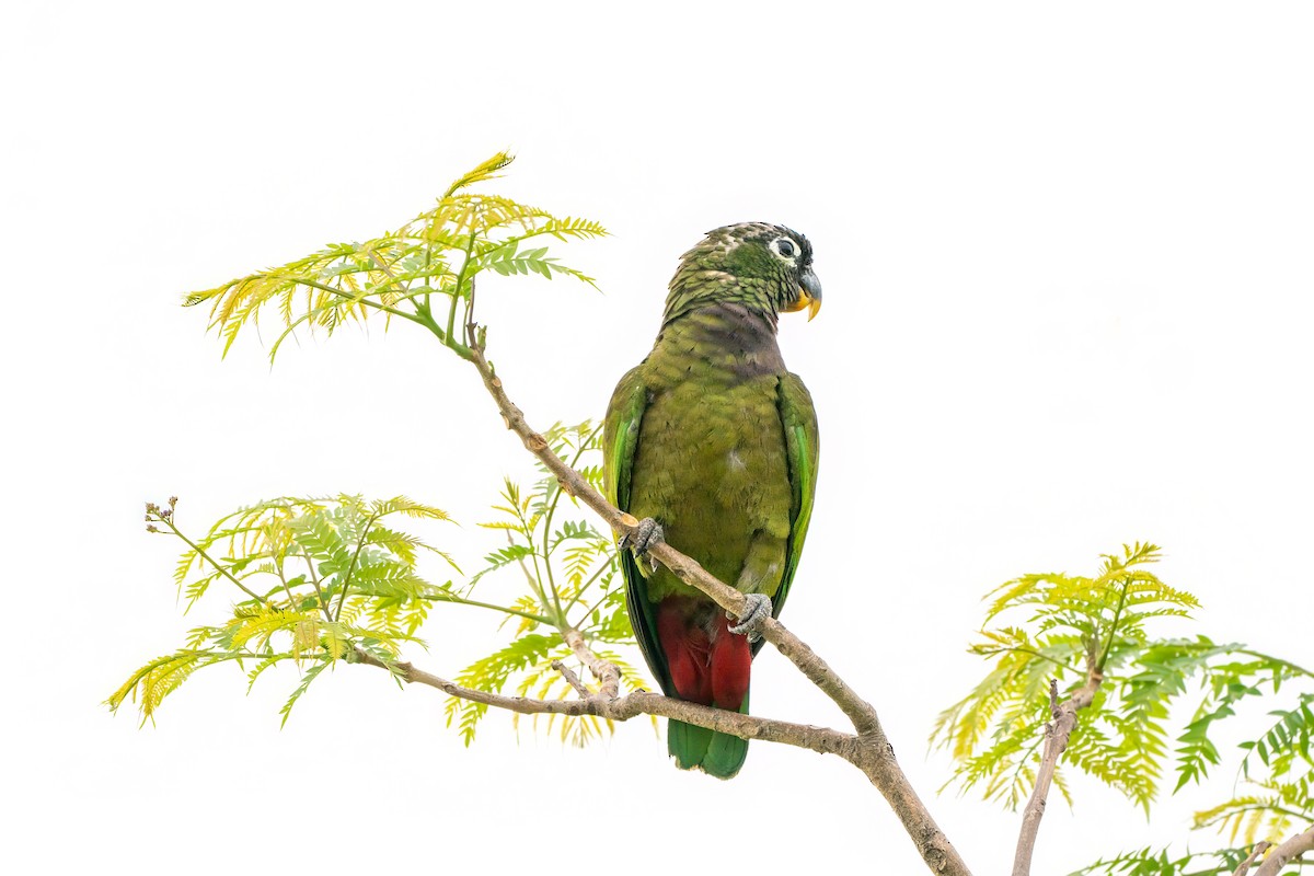 Scaly-headed Parrot - ML627820808