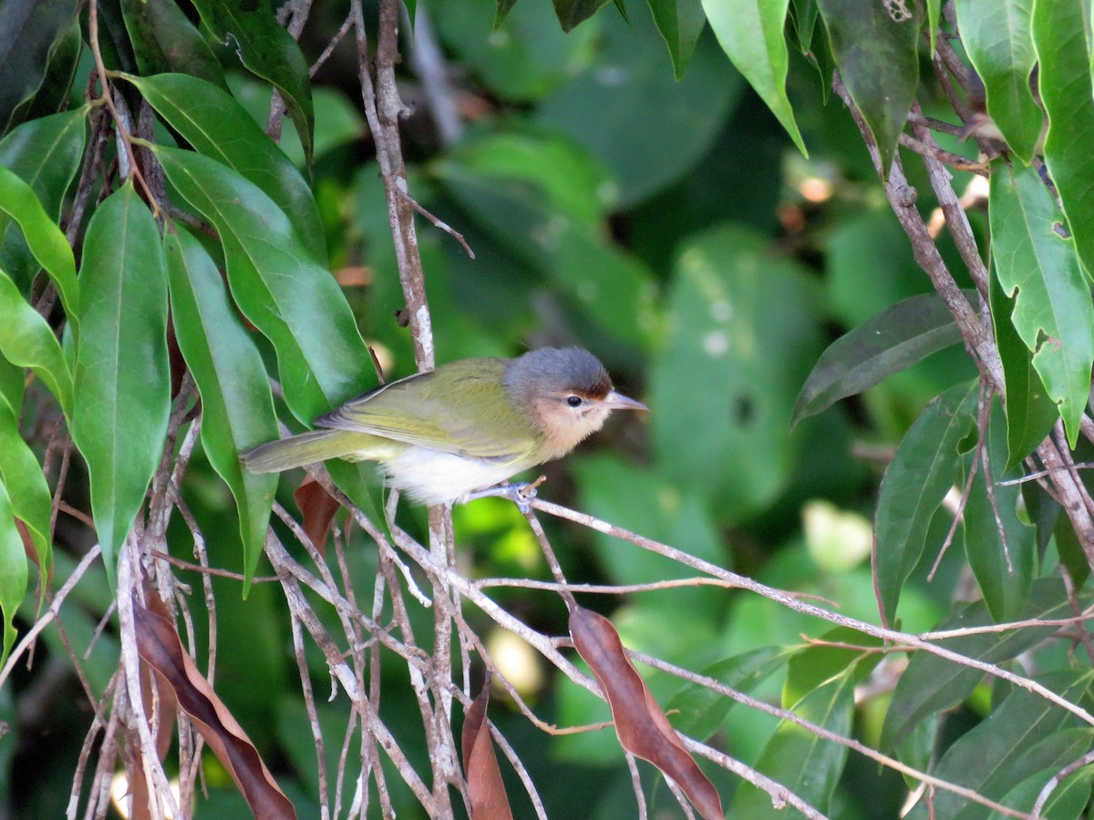 Braunwangenvireo - ML627820844