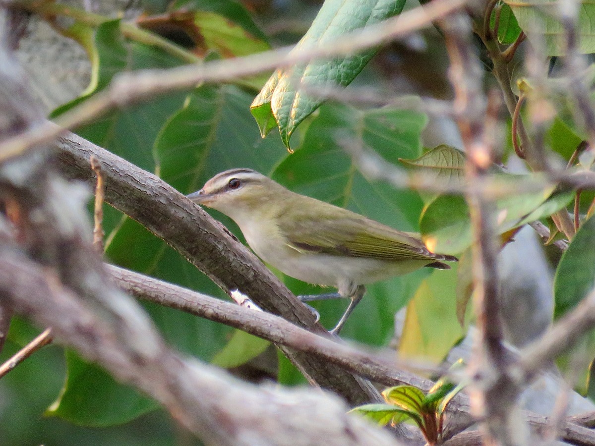 Rotaugenvireo - ML627820853