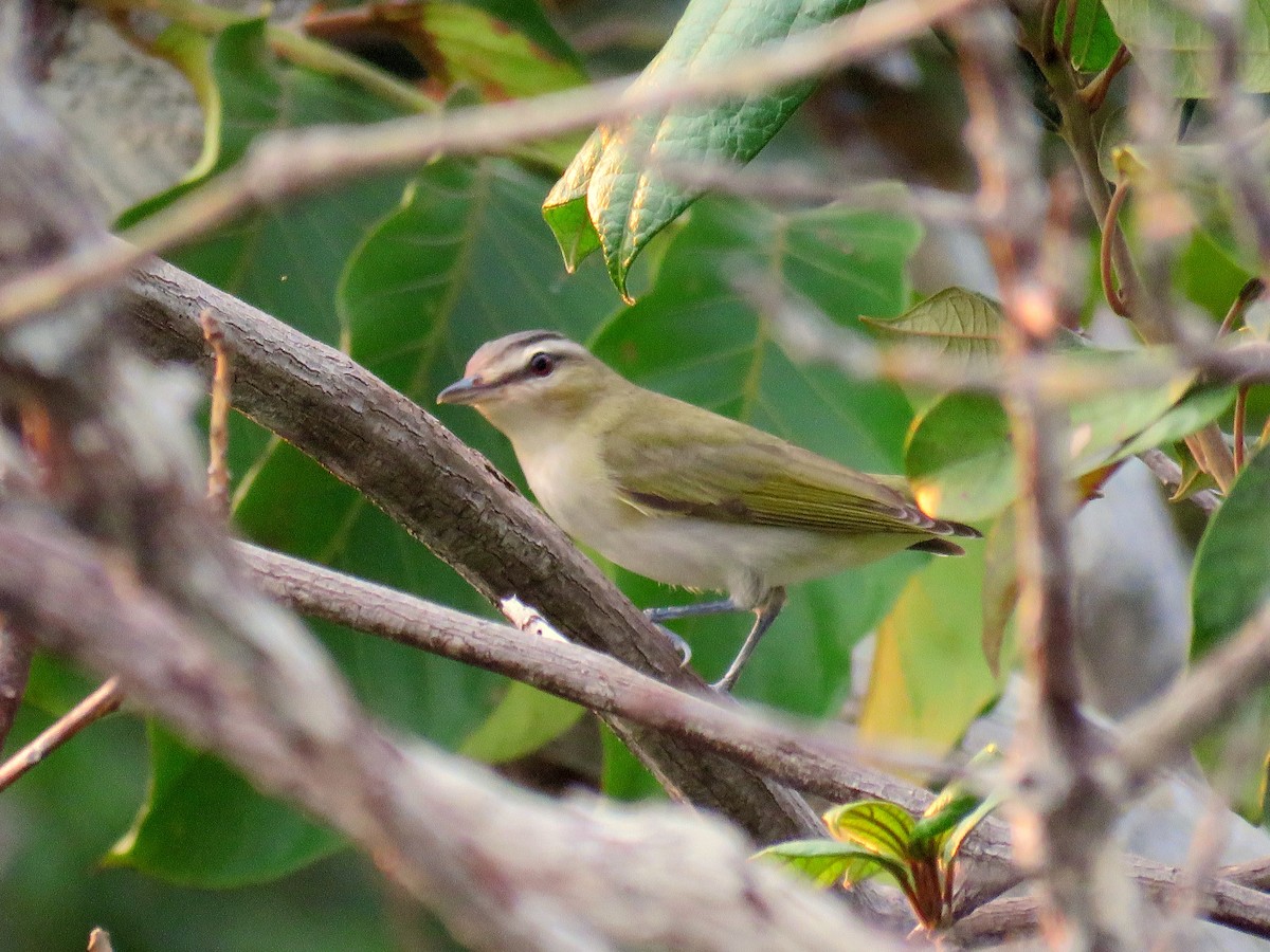 Rotaugenvireo - ML627820854