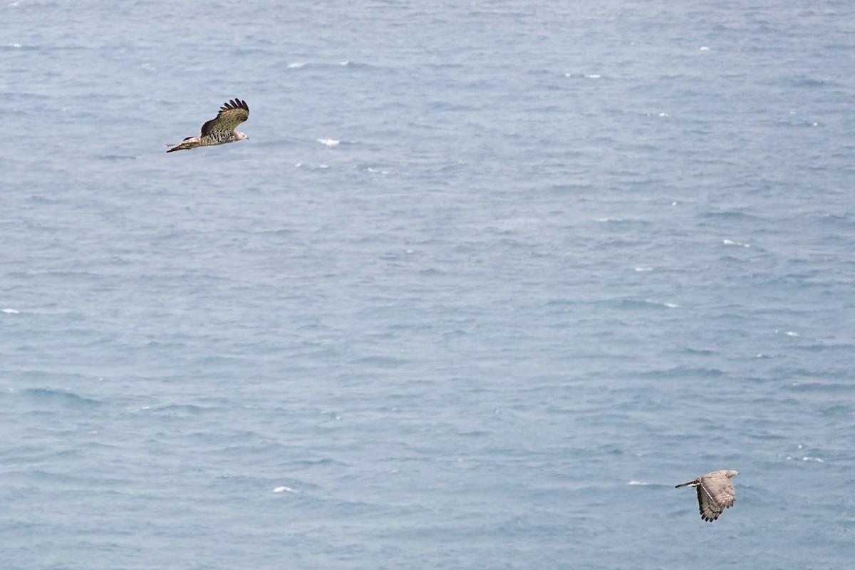 European Honey-buzzard - ML627820857