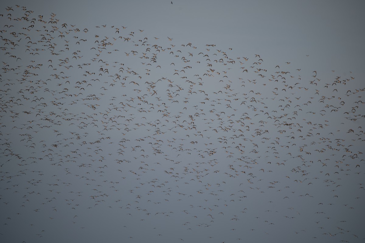 Red Knot - ML627820862