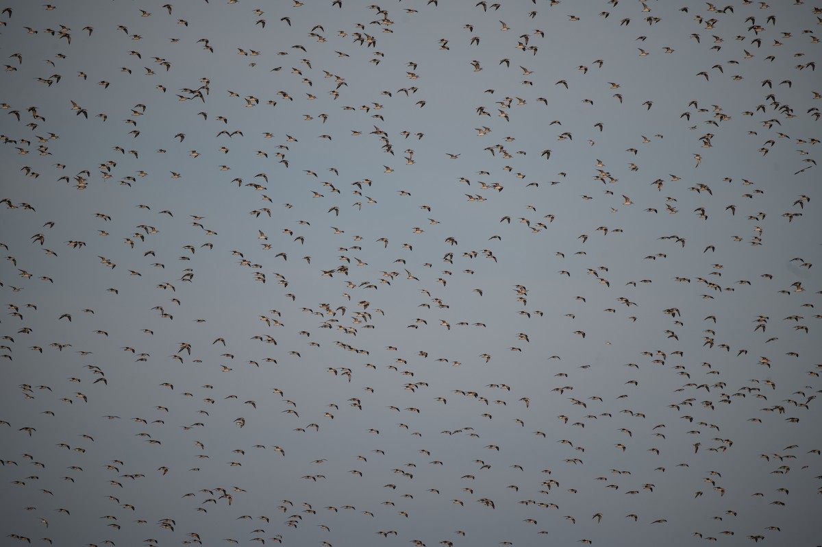 Red Knot - ML627820863