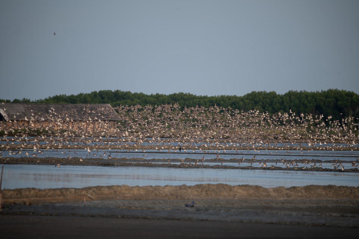 Red Knot - ML627820867