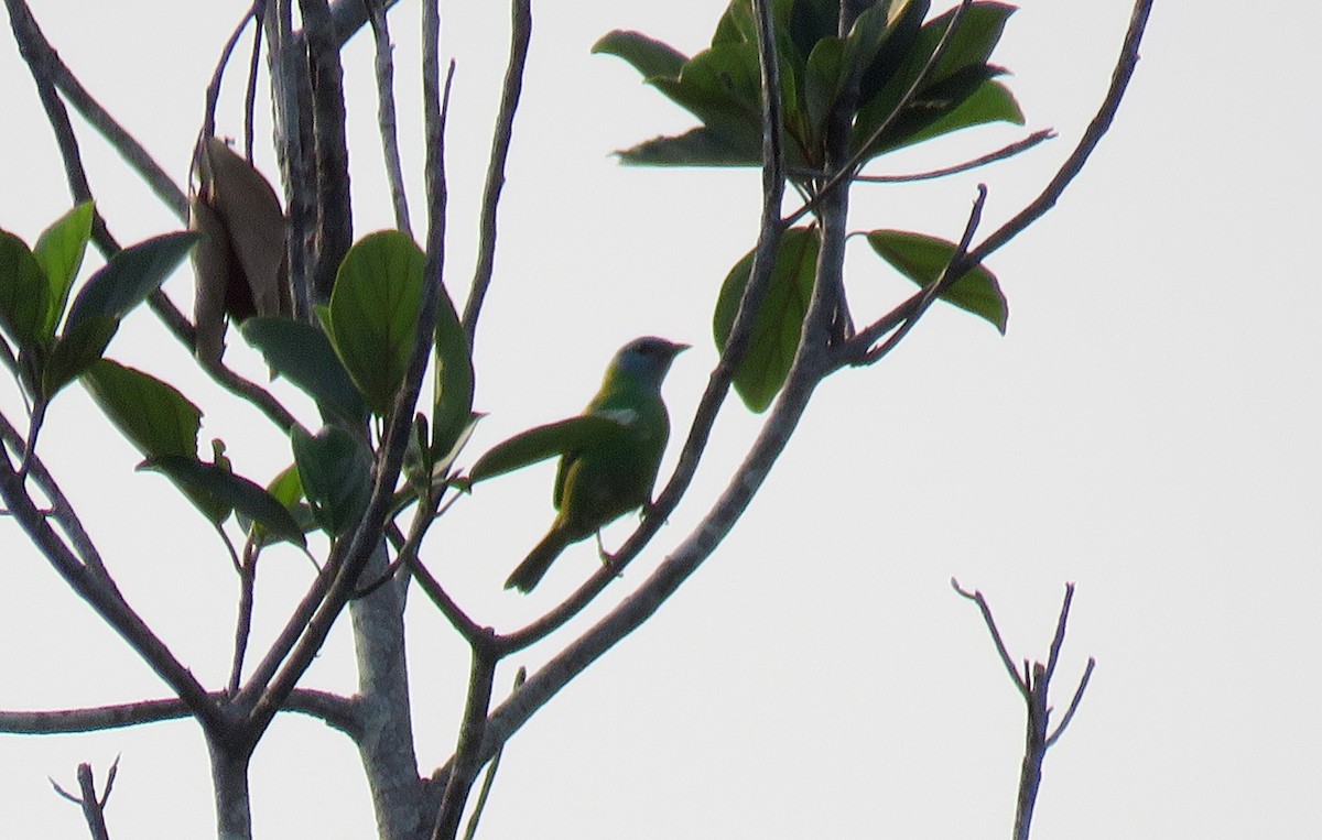 Blue Dacnis - ML627820890