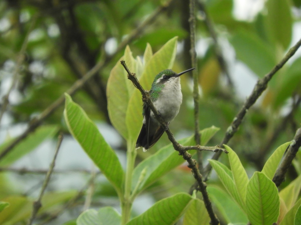 Red-billed Emerald - ML627820919