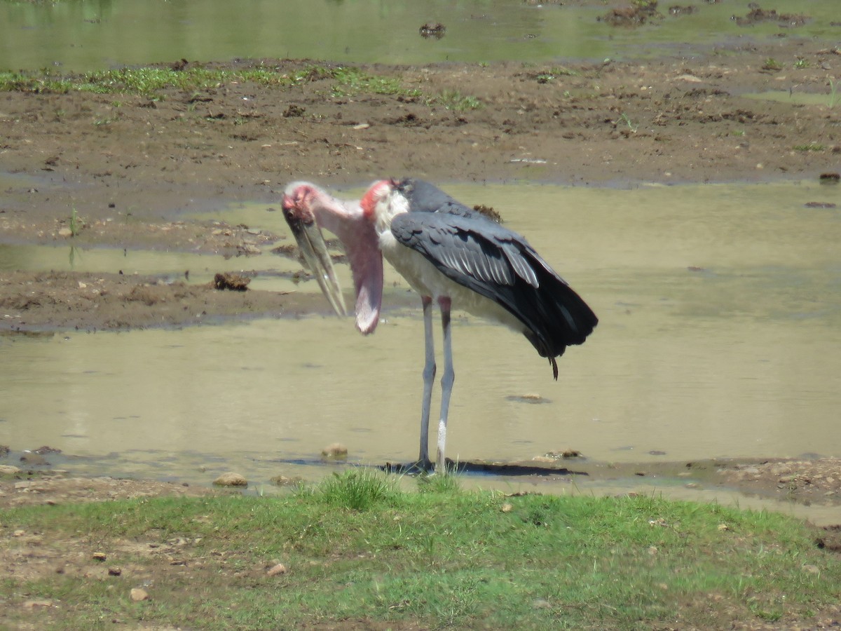 Marabou Stork - ML627820920