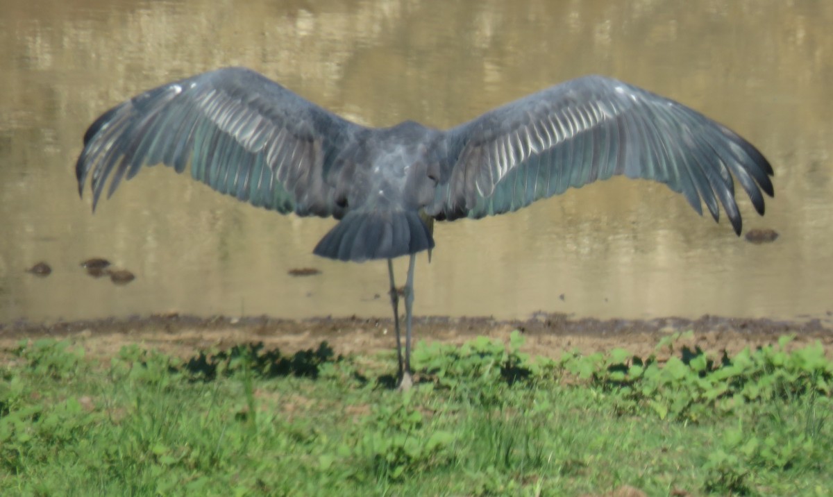 Marabou Stork - ML627820922