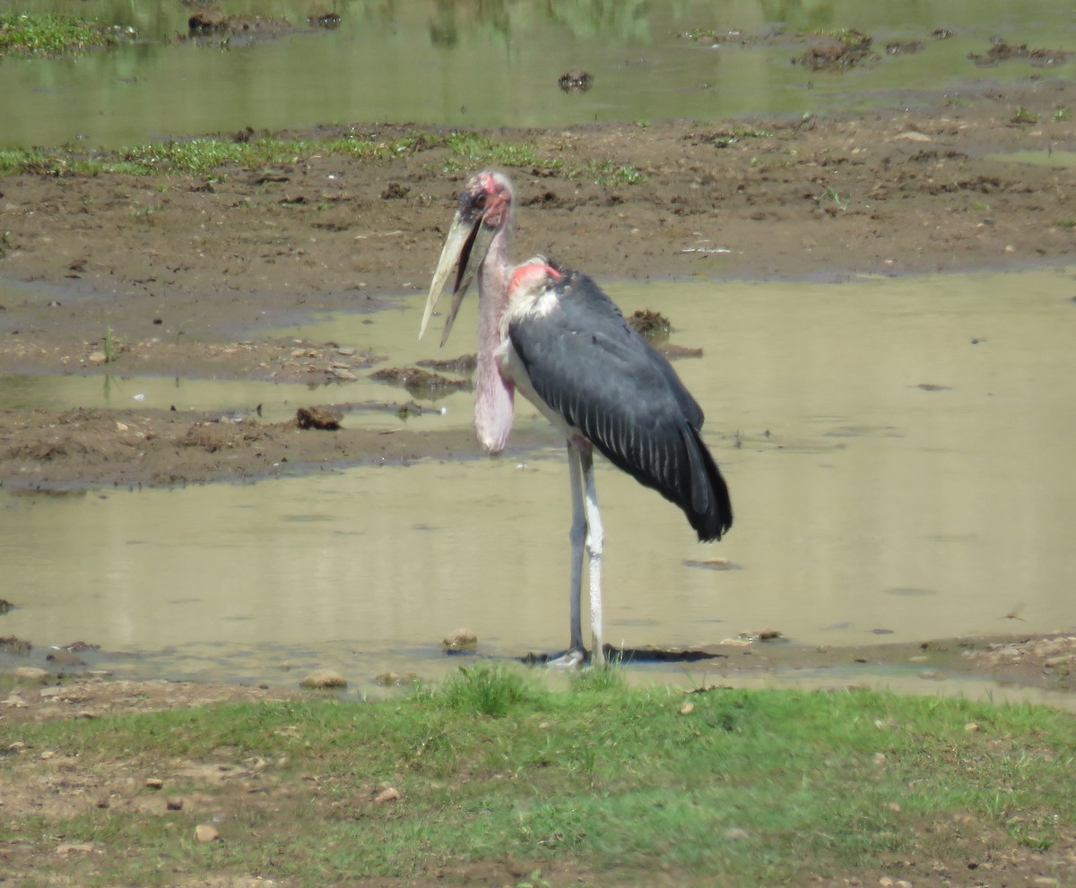 Marabou Stork - ML627820923