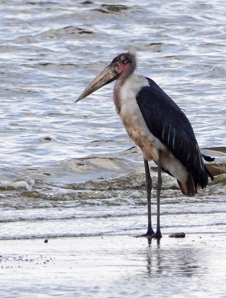 Marabou Stork - ML627820987