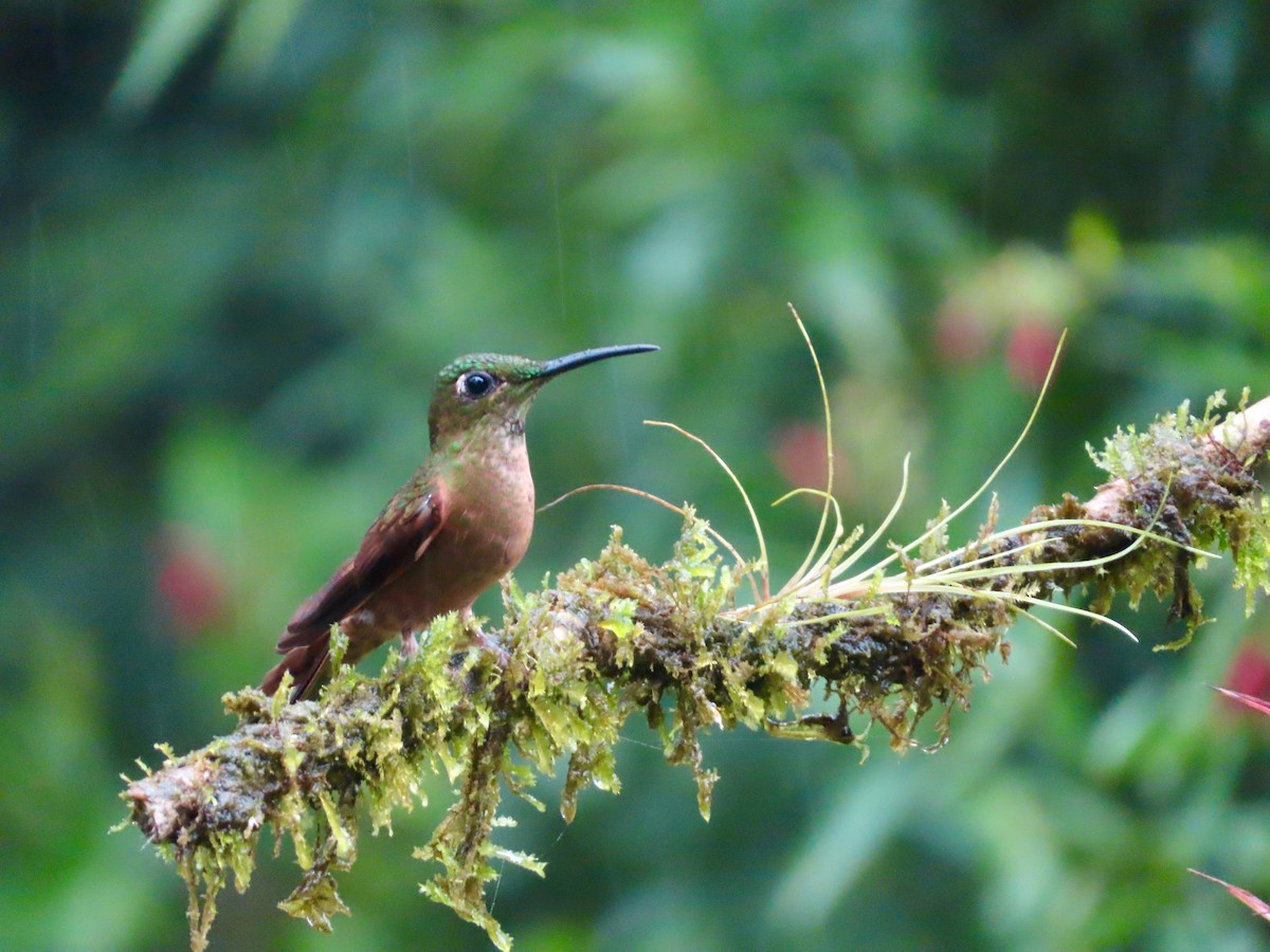 Fawn-breasted Brilliant - ML627820994