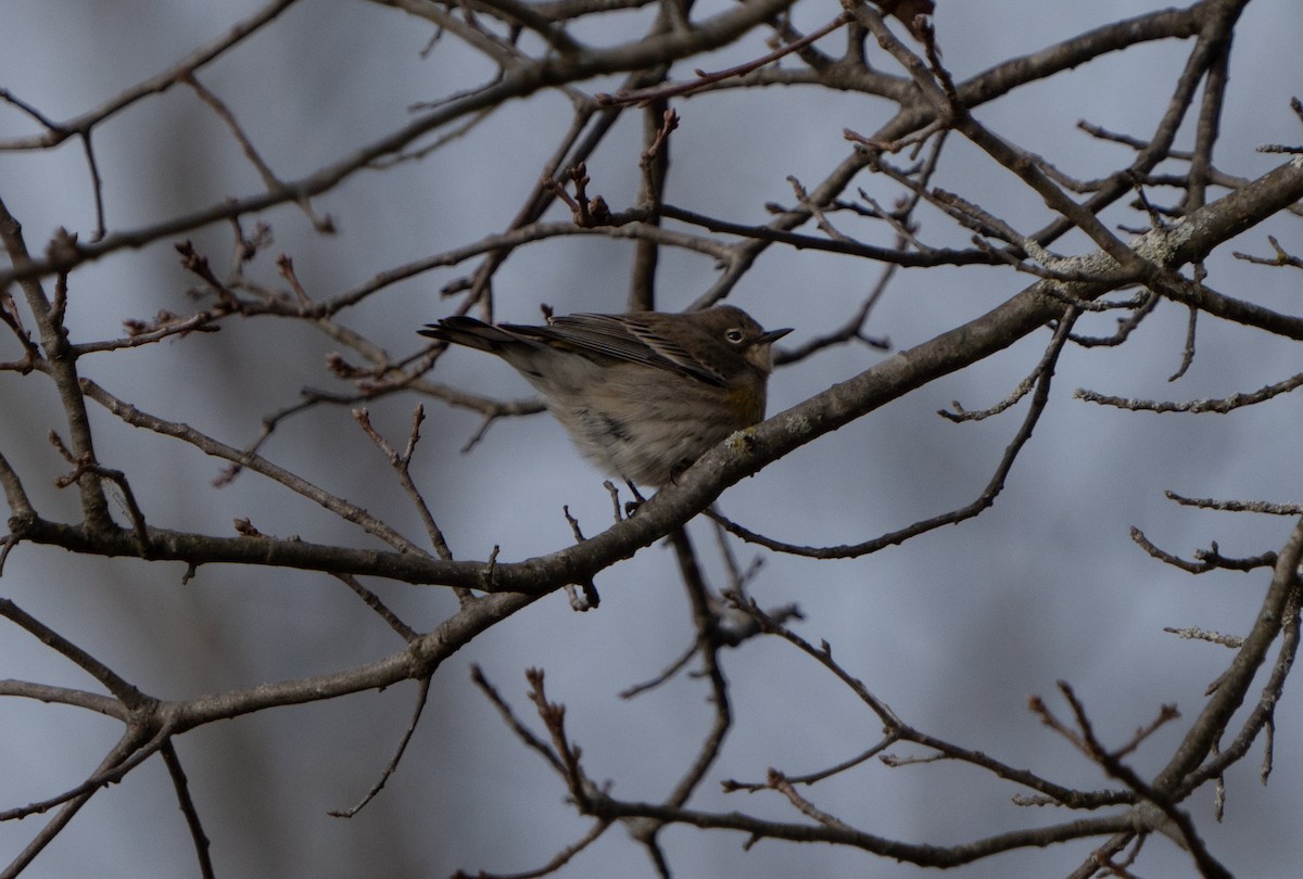 Yellow-rumped Warbler - ML627821007