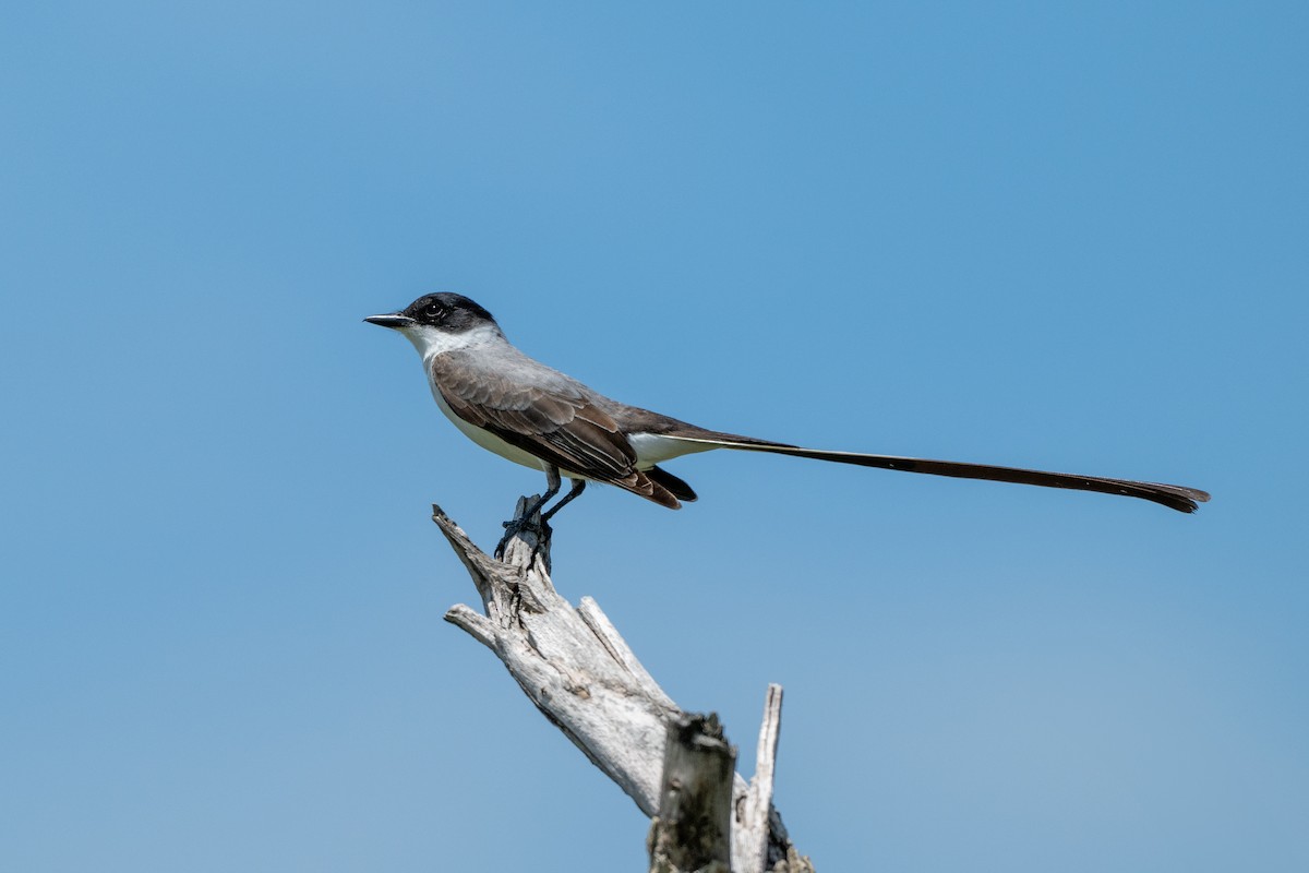 Fork-tailed Flycatcher - ML627821008