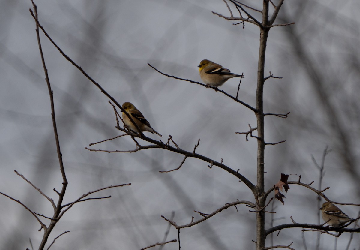 American Goldfinch - ML627821015