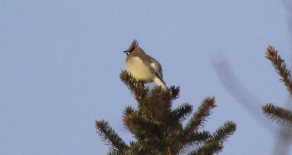 Cedar Waxwing - ML627821052