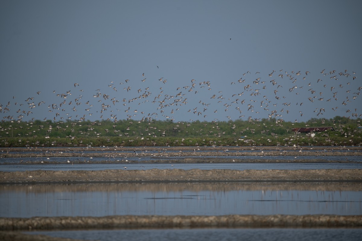 shorebird sp. - ML627821056