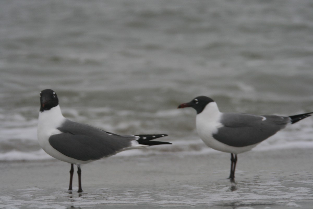 Laughing Gull - ML627821086