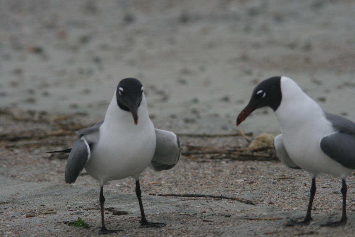 Laughing Gull - ML627821087