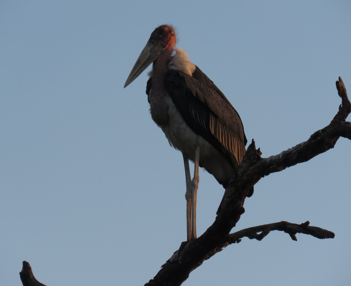 Marabou Stork - ML627821125