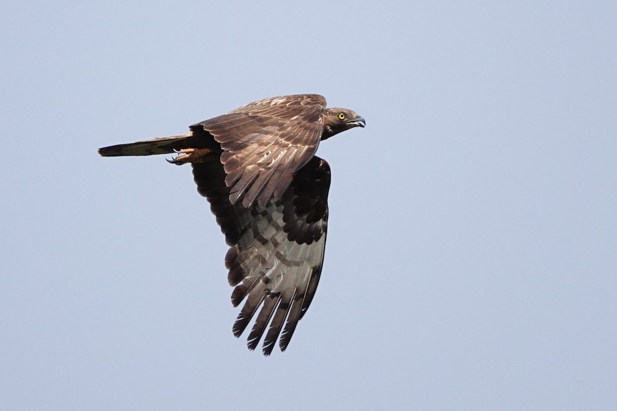 European Honey-buzzard - ML627821127